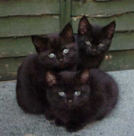 10-superstizione gatti neri