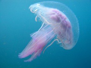 17-medusa Nebuloni