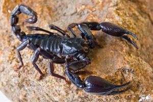 17-Scorpioni Nebuloni