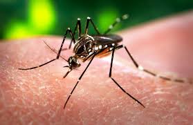 17-zika zanzara