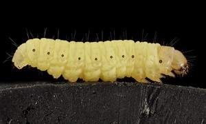 32-larva-mangia-plastica-bruco