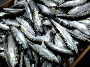 11-12-sardine (4)
