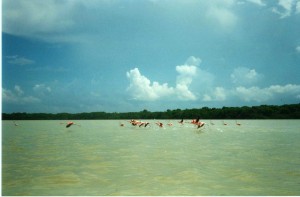 Fenicotteri rosa nella laguna di Rio Lagartos (Messico)