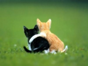 3-gattini-abbraccio[1]