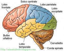 7-cervello umano