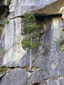 45-Resilienza albero rocce