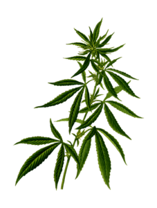 1-cannabis