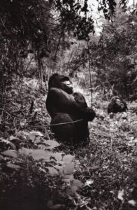 14a-Salgado Ruanda gorilla